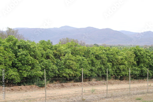 citrus farm with green orange trees and a mountain range in the background