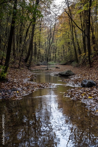 A still stream in a forest captures the reflection of towering trees, surrounded by fallen autumn leaves. photo