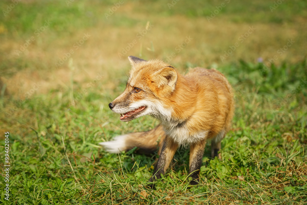 Fototapeta premium A close up of a Red Fox in the grass