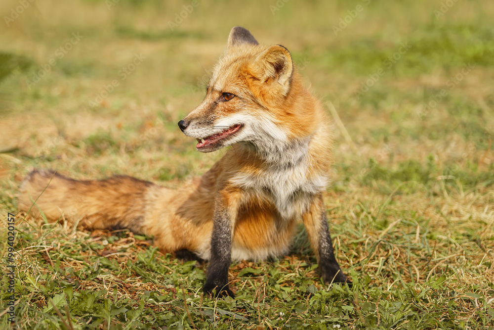 Fototapeta premium A close up of a Red Fox in the grass