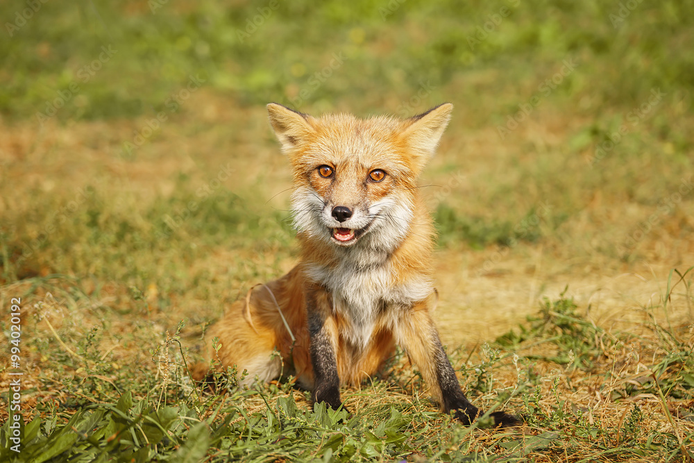 A close up of a Red Fox in the grass A close up of a Red Fox in the grass