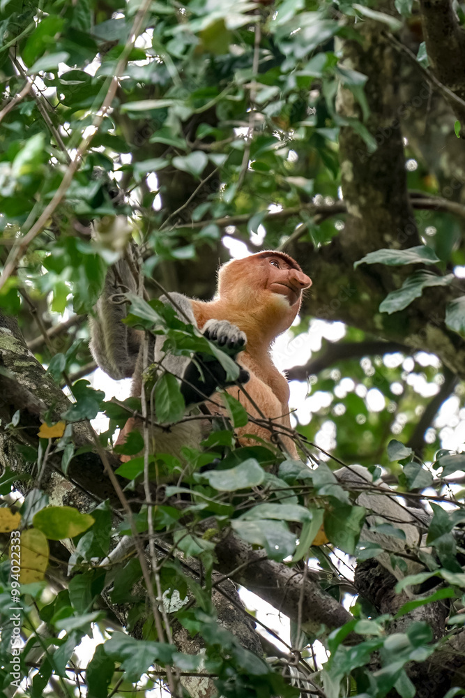 Fototapeta premium Proboscis monkey