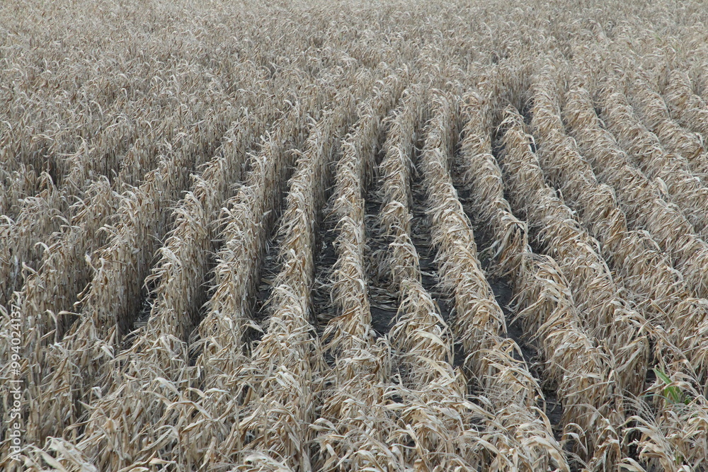 A field of wheat A field of wheat