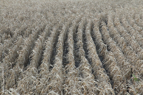 A field of wheat