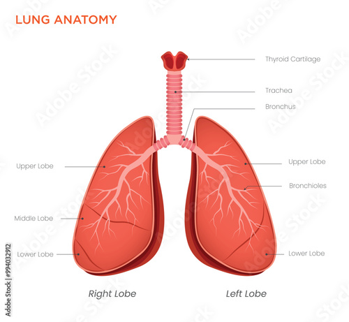 Lung Anatomy Diagram Structure and Function of the Respiratory System
