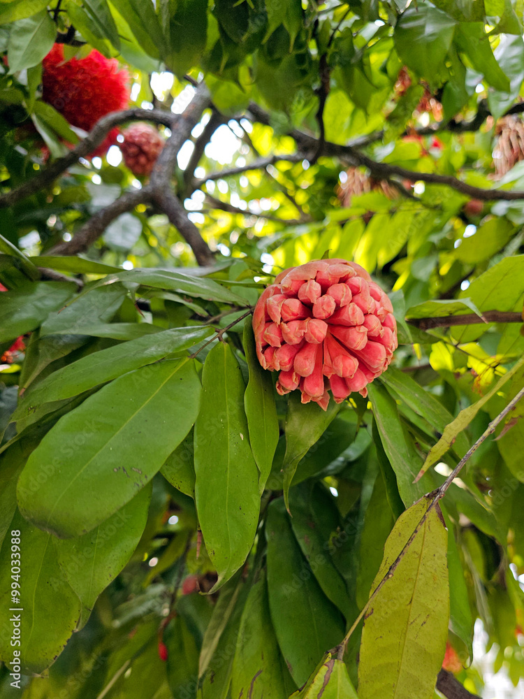 Brownea grandiceps Jacq. flowe. Brownea coccinea rose of Venezuela.
