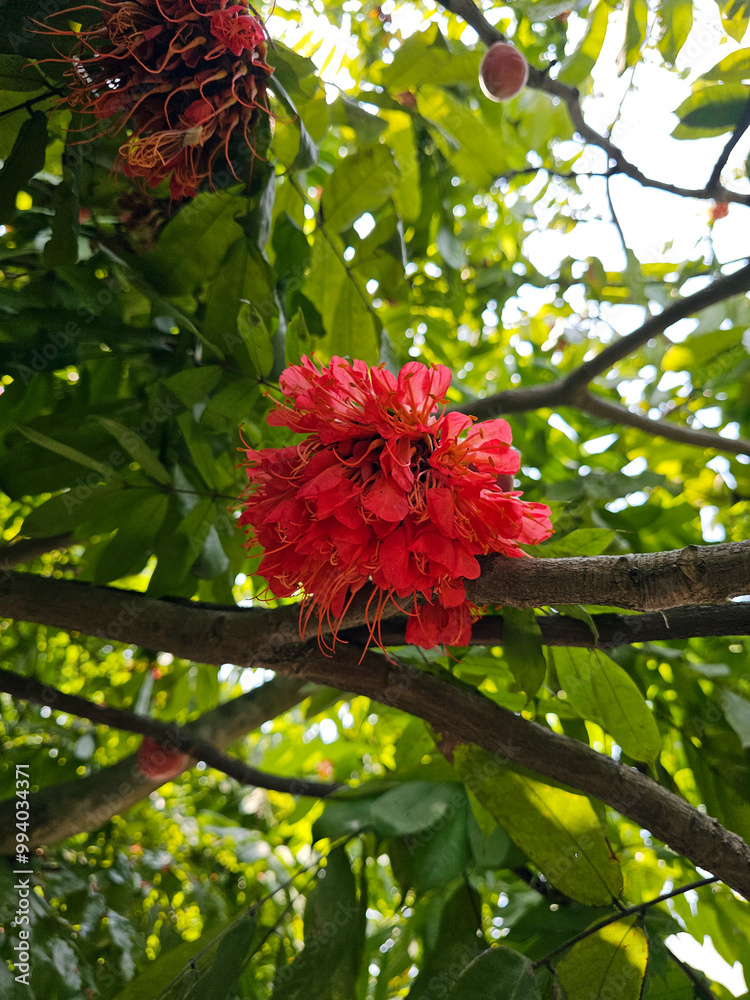 Brownea coccinea rose of Venezuela.