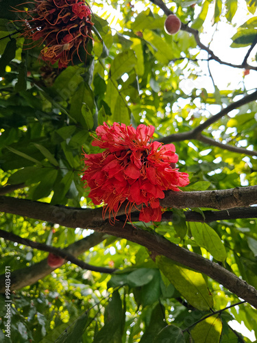 Obraz na płótnie Brownea coccinea rose of Venezuela. w salonie