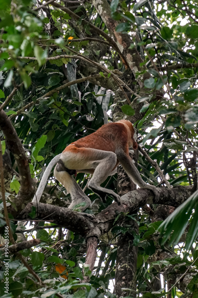 Proboscis monkey Proboscis monkey