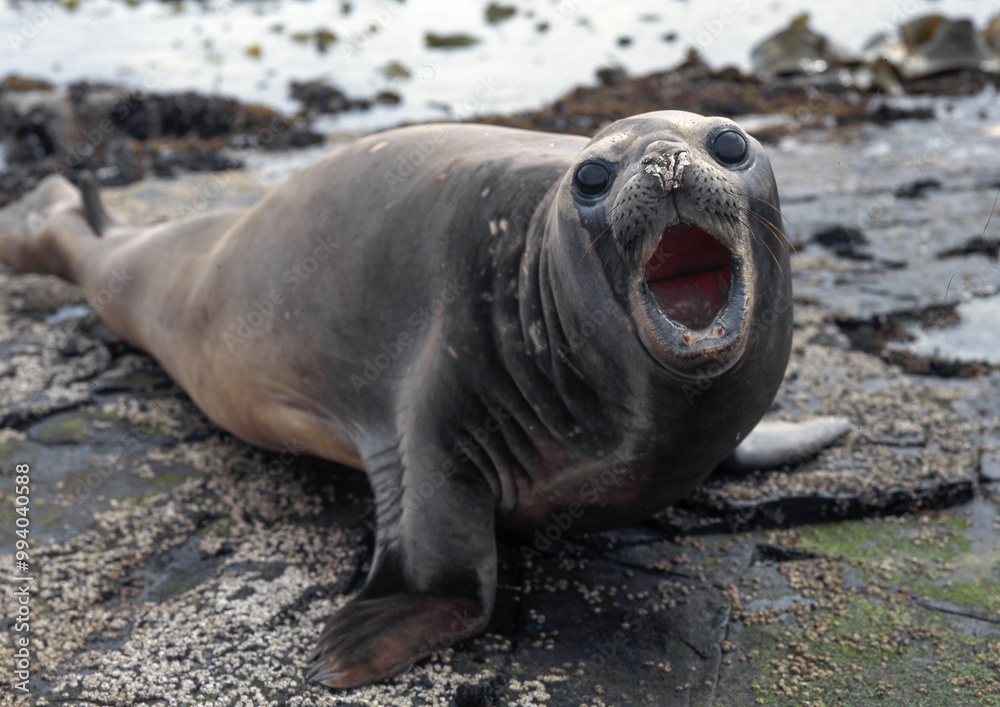 Fototapeta premium Eléphant de mer, Mirounga leonina, Iles Falkland, Malouines