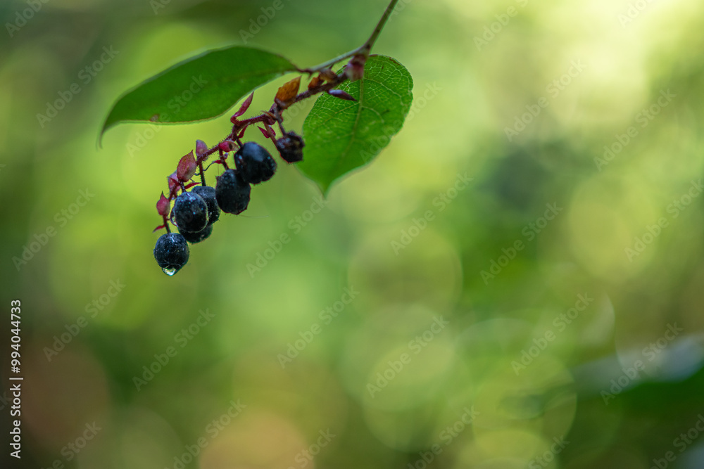 Cluster of ripe salal berries with coalesced raindrop Cluster of ripe salal berries with coalesced raindrop