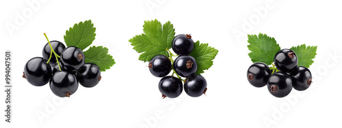 Black currant on white background