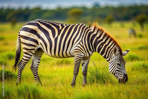 Striped zebras roam freely in the grassland, munching on juicy grass and leaves with their strong, blunt teeth and long, flexible lips. photo