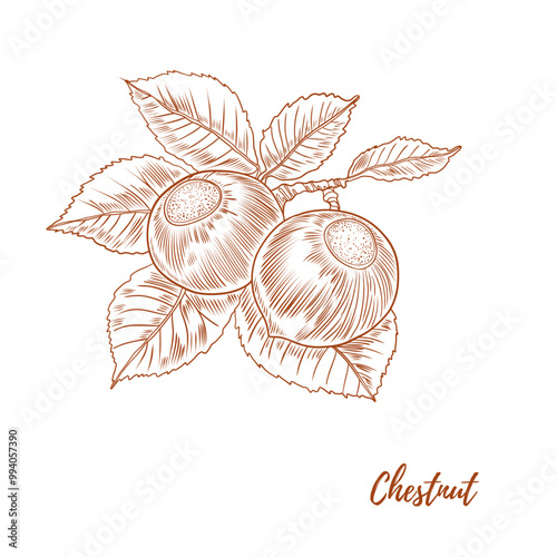Vector chestnut plant with nuts and leaves line art illustration, graphic line chestnut plant combination. Chestnut branch. Chestnut floral outline. Great for any designs, textile, art, walls, package
