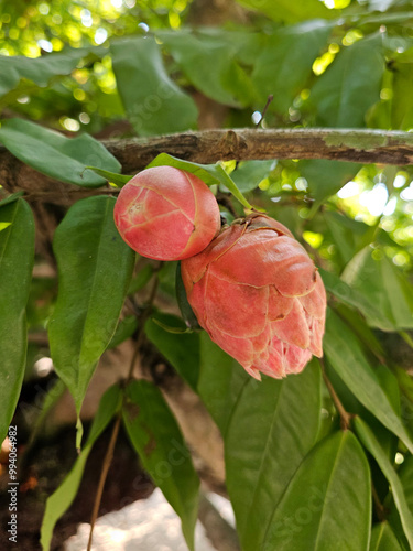 Blooming rose of Venezuela or brownea grandiceps flower. photo