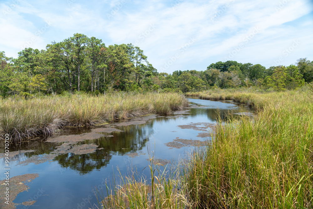 Marsh area at the Currituck Banks Estuaine maritime forest hiking area in the Outer Banks of North Carolina Marsh area at the Currituck Banks Estuaine maritime forest hiking area in the Outer Banks of North Carolina
