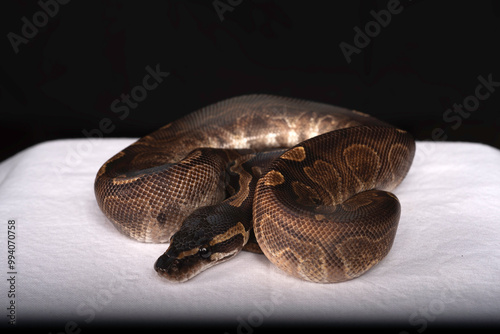 Ball Python for Sale  photo