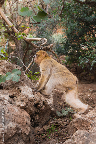 Singe marocain