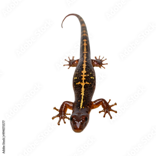 lizard  with transparent background PNG and JPEG image	