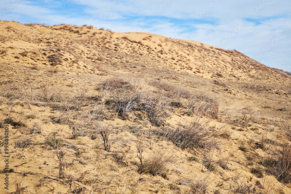 A dry barren desert landscape with rare plants scattered everywhere. The sky is clear and the sun is shining brightly A dry barren desert landscape with rare plants scattered everywhere. The sky is clear and the sun is shining brightly