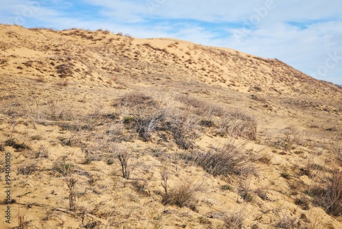 A dry barren desert landscape with rare plants scattered everywhere. The sky is clear and the sun is shining brightly