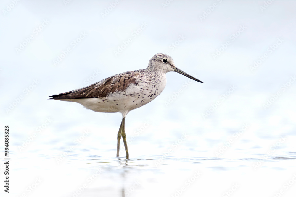 Common greenshank (Tringa nebularia) Common greenshank (Tringa nebularia)