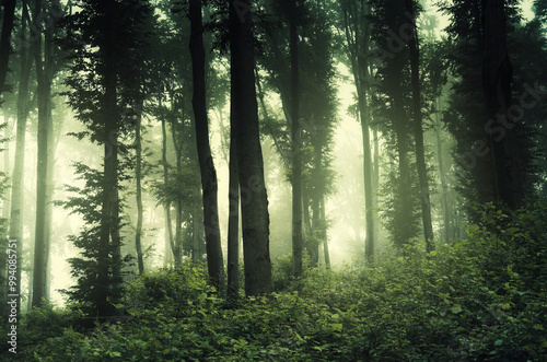 magical green forest landscape in fog