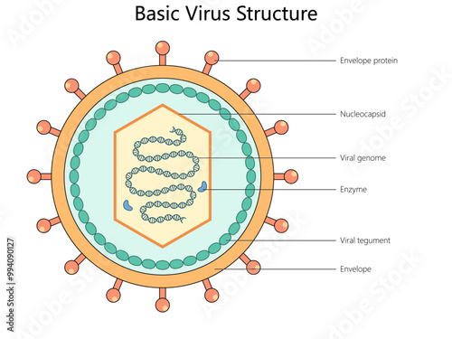 basic virus structure with labeled components, envelope protein, nucleocapsid, viral genome, enzyme, and viral tegument diagram hand drawn vector illustration. Medical science educational illustration