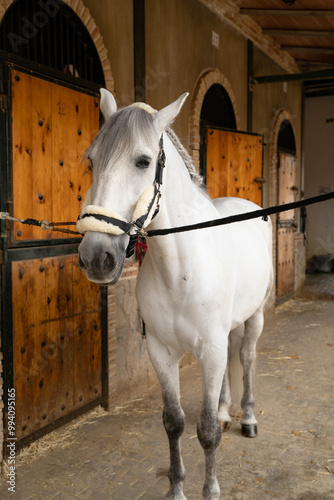 White horse tied up at the stable door. Vertical photo