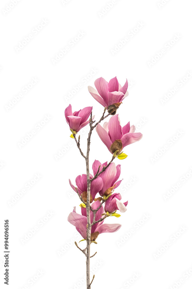 pink magnolia flower spring branch isolated on white background pink magnolia flower spring branch isolated on white background