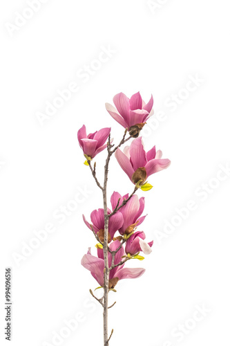 pink magnolia flower spring branch isolated on white background