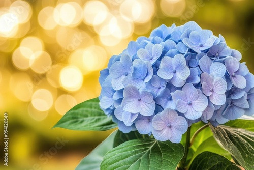 Vibrant blue hydrangea bloom golden bokeh backdrop