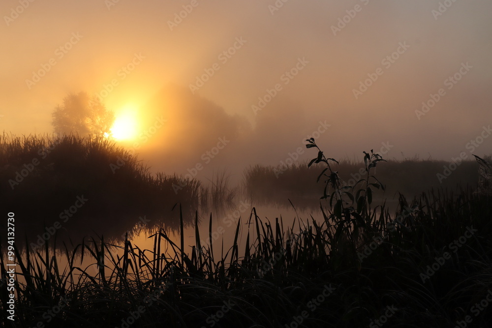 Obraz premium Foggy morning over the swamp