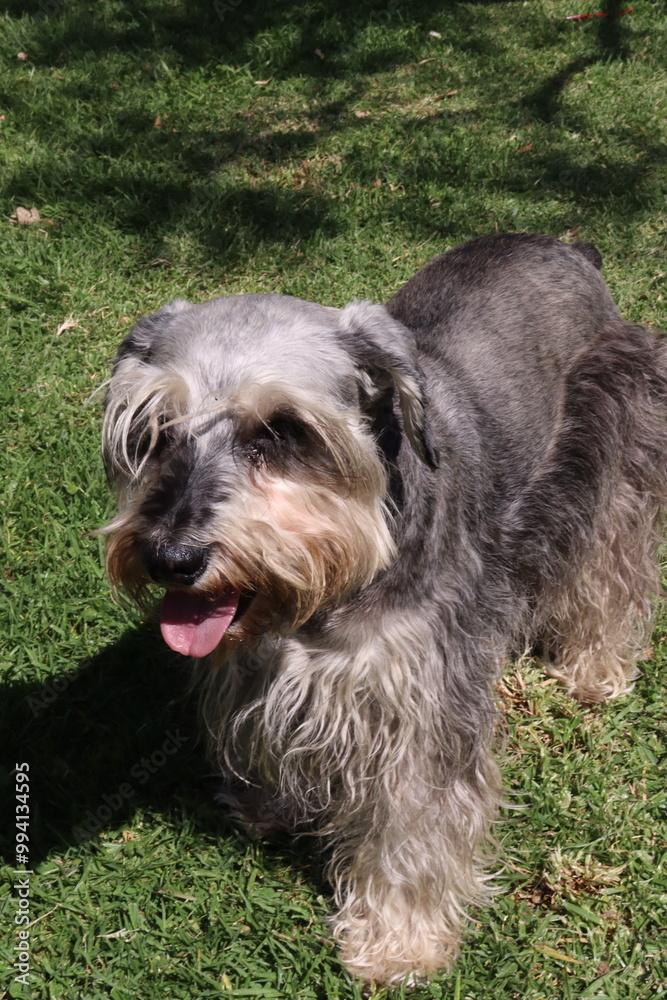 dog , perro, paseo , parque , salida , raza , pet dog , perro, paseo , parque , salida , raza , pet