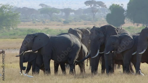 Elephant Herd in Amboseli National Park, Kenya Savannah