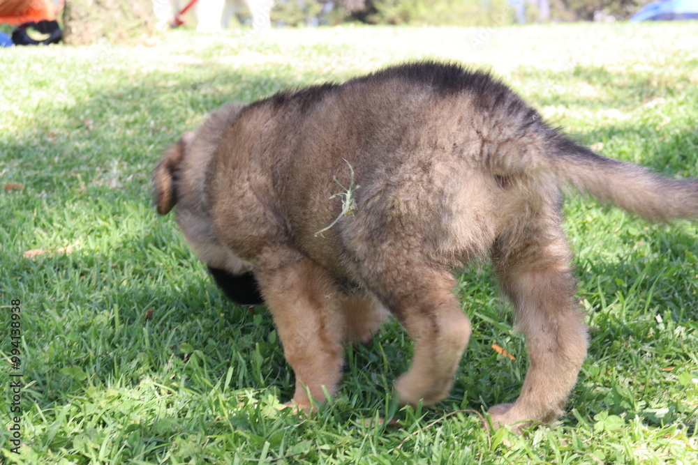 dog , perro, paseo , parque , salida , raza , pet dog , perro, paseo , parque , salida , raza , pet