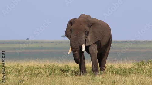 Elephant Walking in Masai Mara, Kenya Savannah