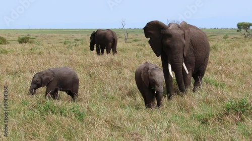 Elephant Family with Calves in Amboseli National Park, Kenya