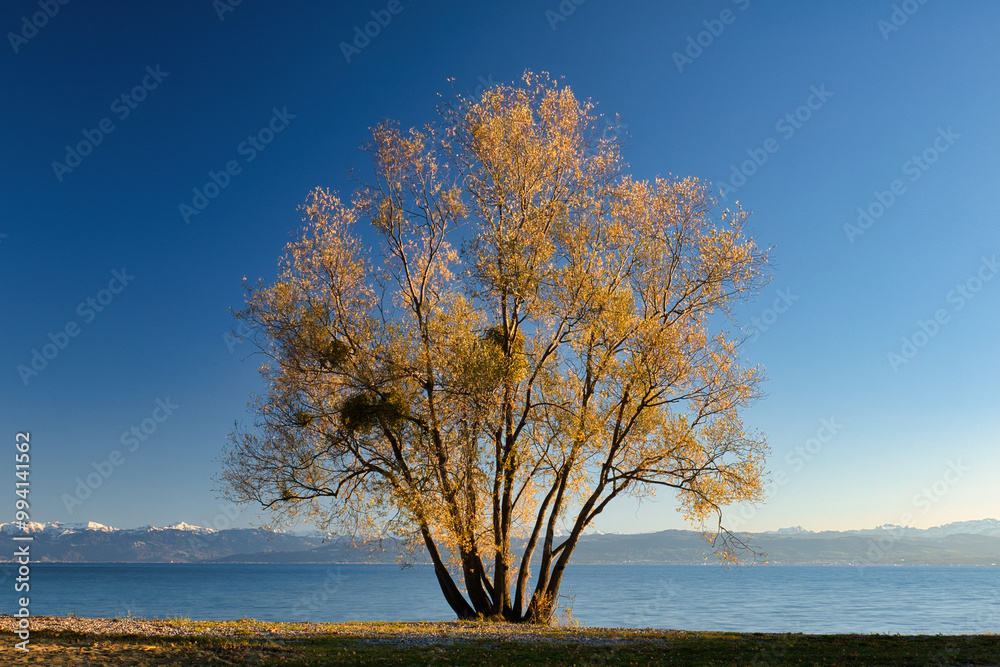 Herbstlicher Baum am Ufer eines Sees mit Bergen im Hintergrund bei klarem Himmel Herbstlicher Baum am Ufer eines Sees mit Bergen im Hintergrund bei klarem Himmel