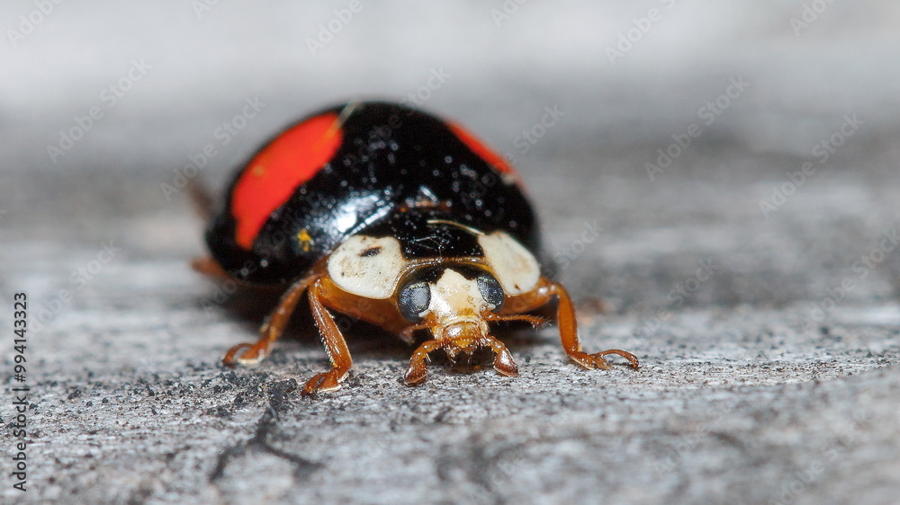 Fototapeta premium ladybug on a black background
