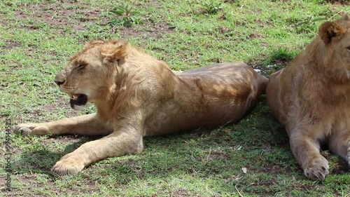 Lions Resting in Masai Mara, Kenya Wildlife