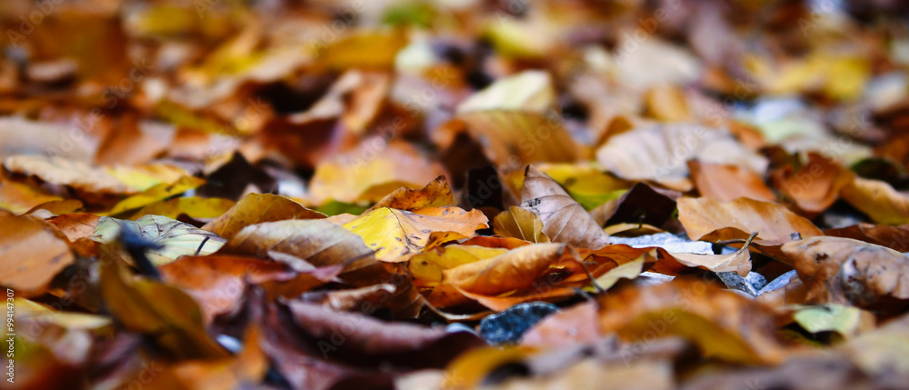 Nahaufnahme von buntem Herbstlaub auf dem Boden Nahaufnahme von buntem Herbstlaub auf dem Boden