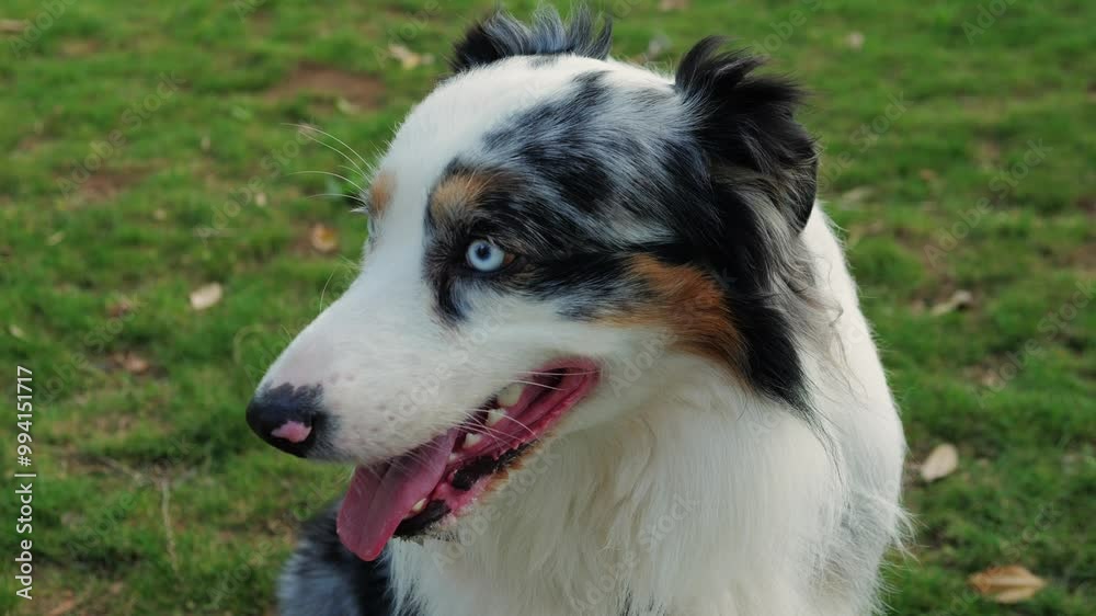 Australian Shepherd dog portrait with striking blue eyes captured outdoors in a park setting Australian Shepherd dog portrait with striking blue eyes captured outdoors in a park setting