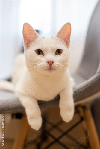 cat on a chair