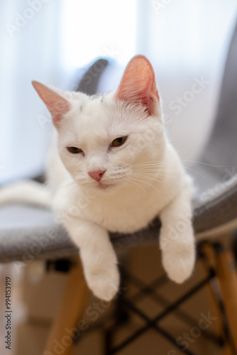 cat on a chair