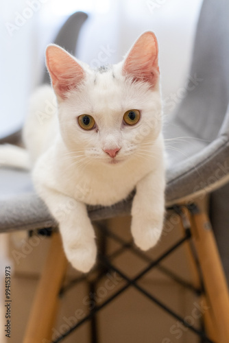 cat on a chair