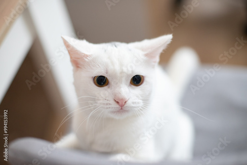 cat on the bed