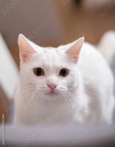 portrait of a cat with a eyes