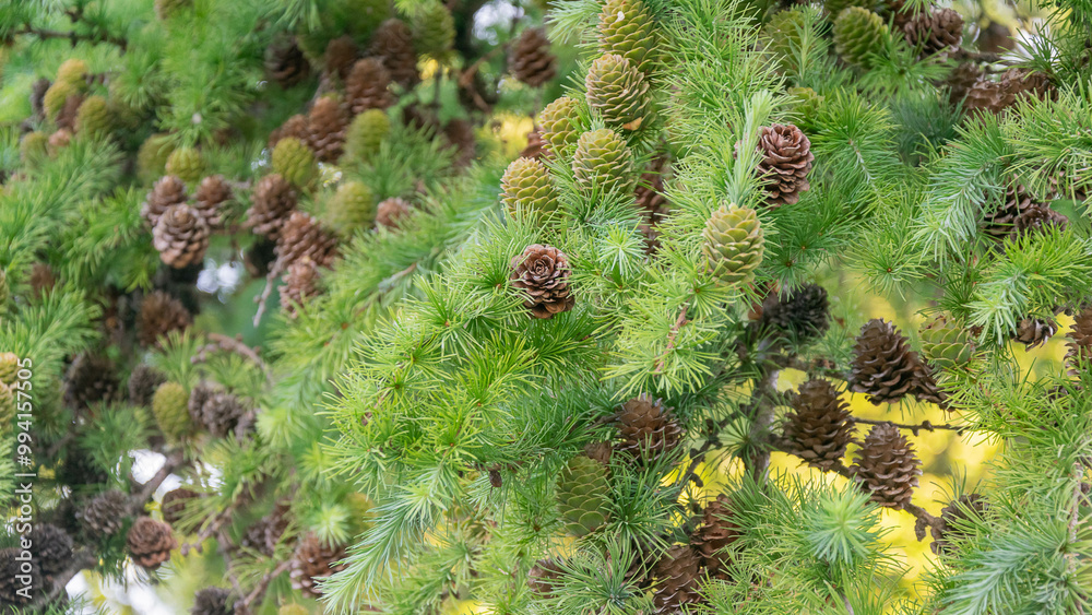 larch twigs with cones. background larch twigs with cones. background
