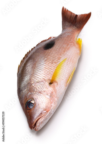 snapper (kurohoshi fuedai), Japanese cuisine ingredient photo